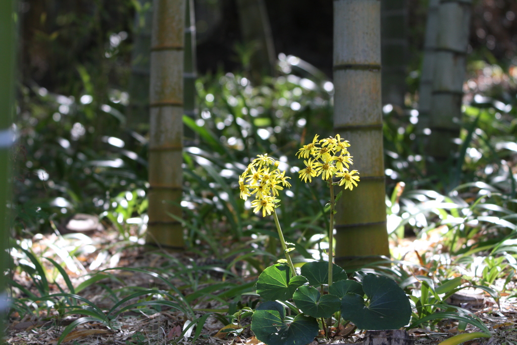 ツワブキの花