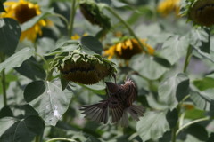 花が終わるのを待っていた