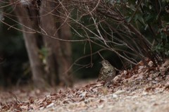 おすましトラちゃん