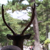 神々しい春日大社の鹿