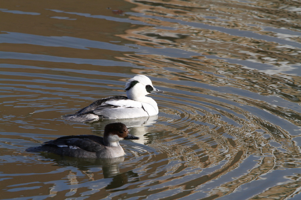 僕についておいで