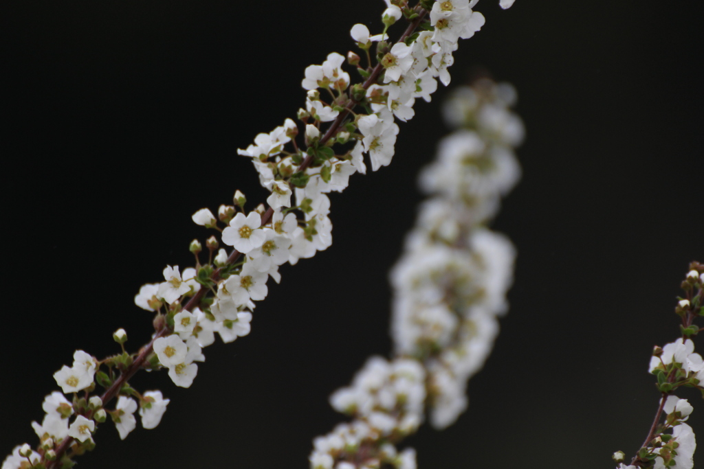 春の花（ユキヤナギ）