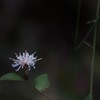枯れ地に咲く