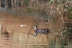 帰って来た渡り鳥達（トモエガモ）