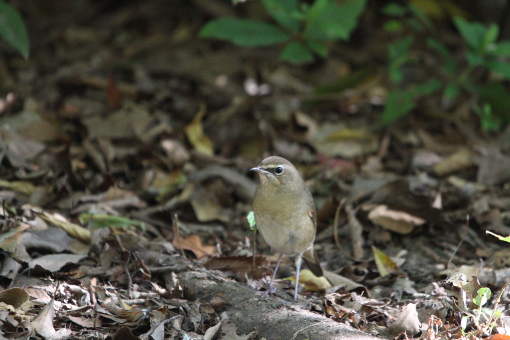 大阪城公園の野鳥達（ノゴマ）
