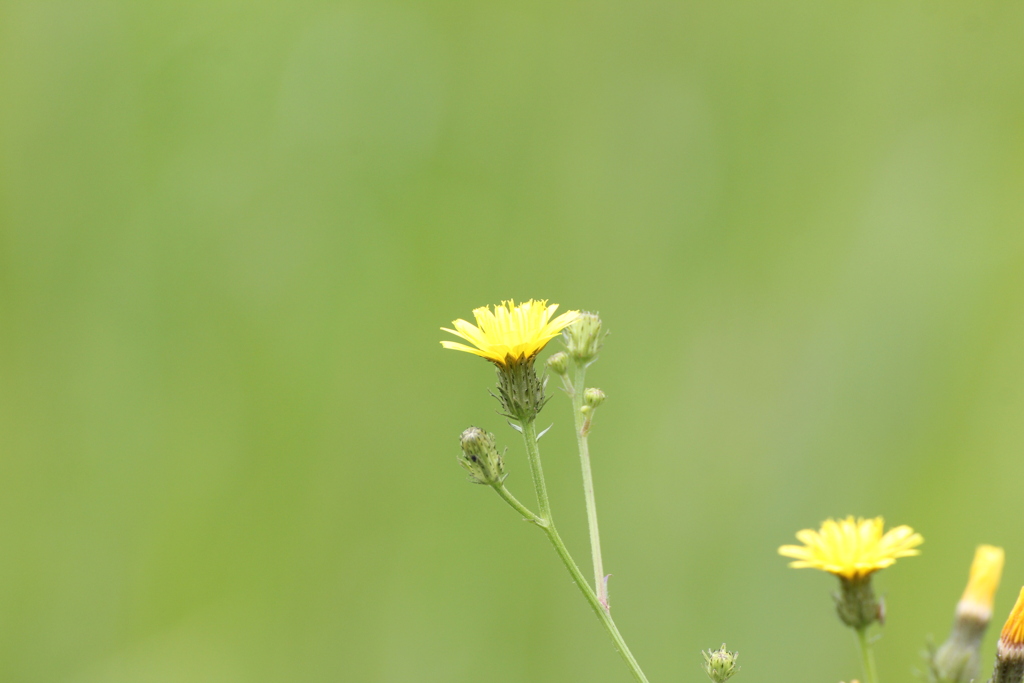 河川敷の花