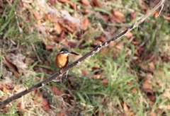 カワセミ