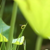 変ったトンボ（キイトトンボでした）