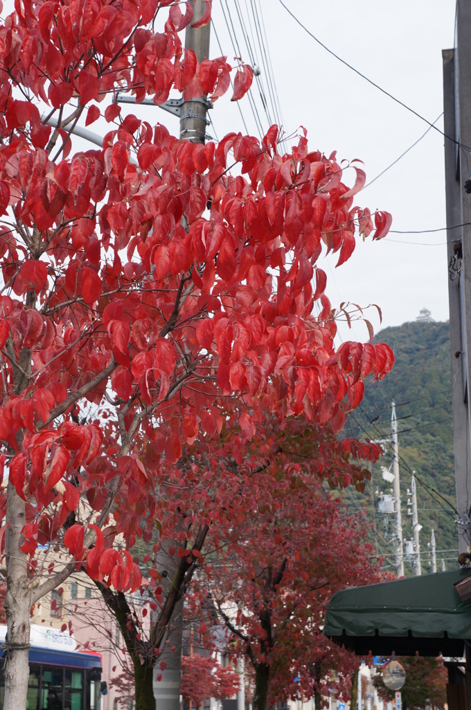 街中の紅葉