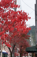 街中の紅葉