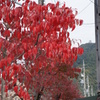 街中の紅葉