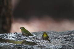 大阪城公園の野鳥達（メジロ）