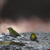 大阪城公園の野鳥達（メジロ）