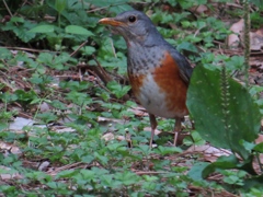 カラアカハラ 