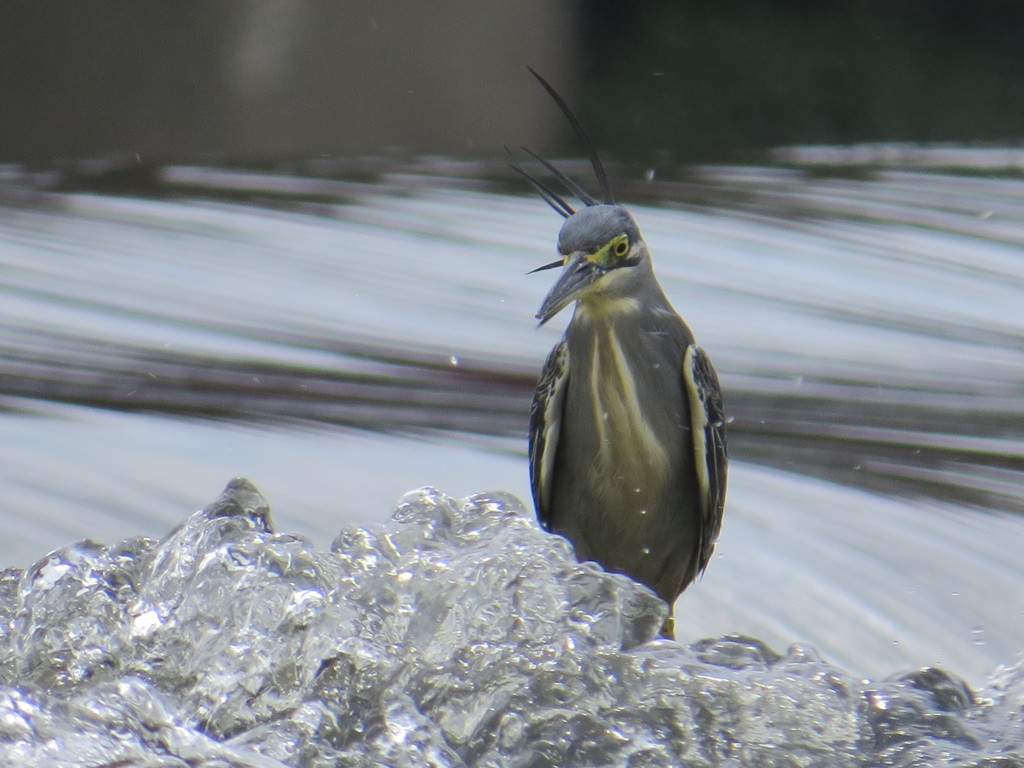 氷とペンギン