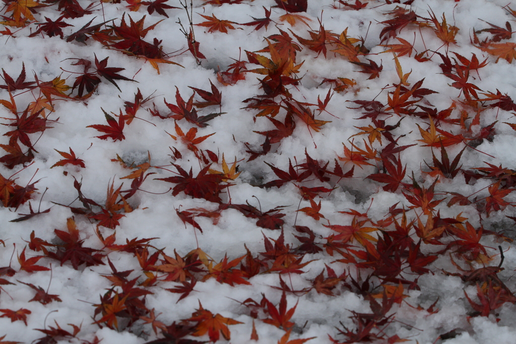 雪と戯れる