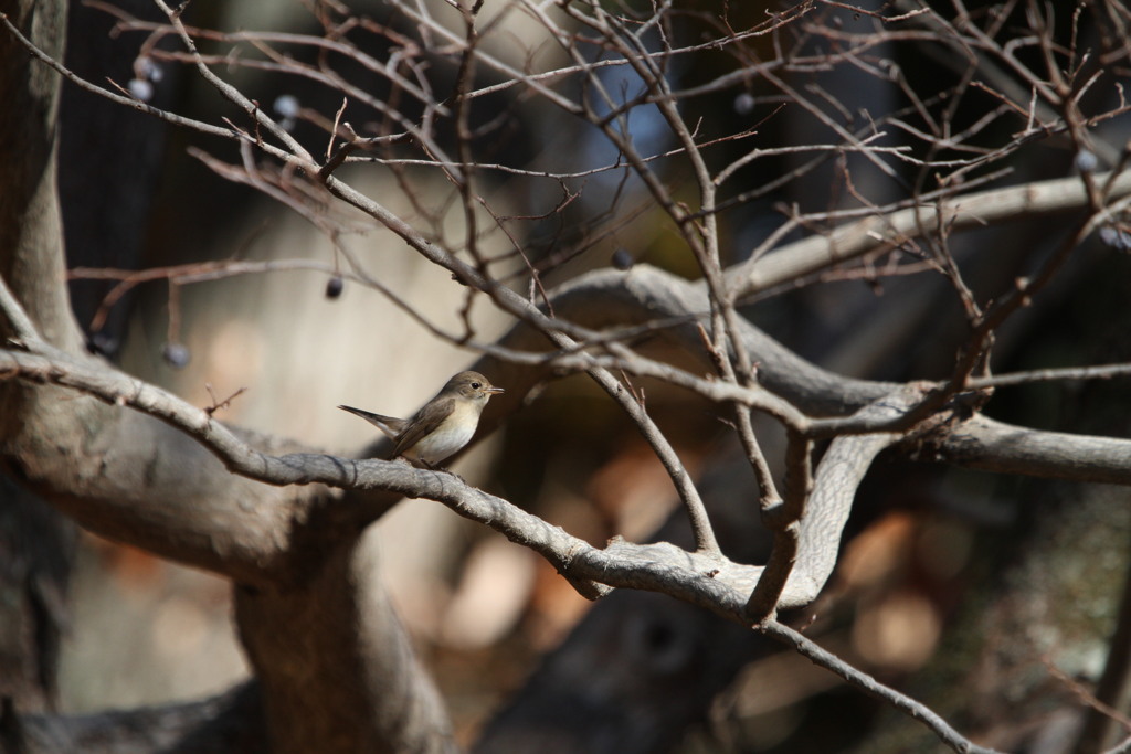 小さな囀りが聞こえる