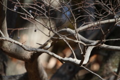 小さな囀りが聞こえる