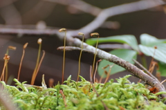 白駒池 苔(希望)