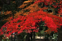 頑張る紅葉