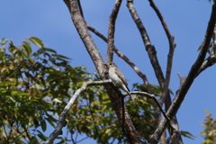 大阪城公園の野鳥達　3