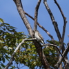 大阪城公園の野鳥達　3