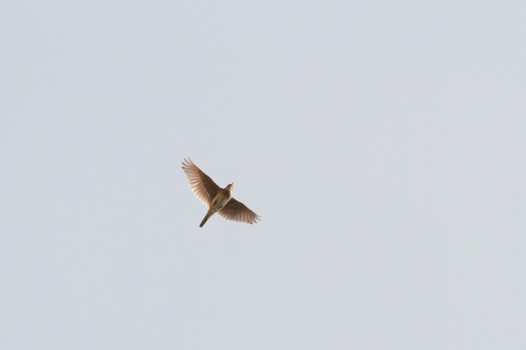 河川敷の野鳥（ヒバリの囀り）