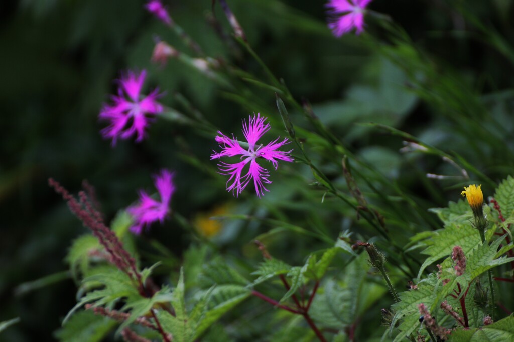 高原の花