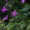 高原の花