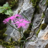 伊吹山の花(カワラナデシコ)