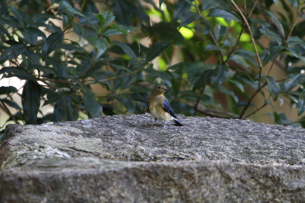 大阪城公園の野鳥達　5