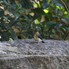 大阪城公園の野鳥達　5