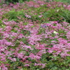 高原の花　3