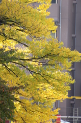 紅葉