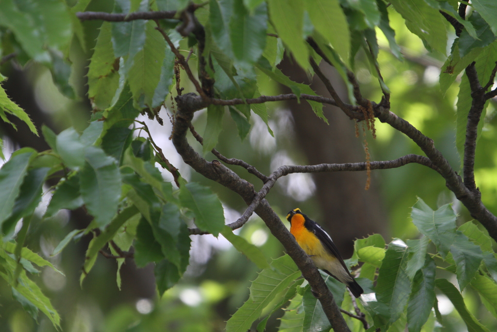 初夏の野鳥