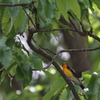 初夏の野鳥