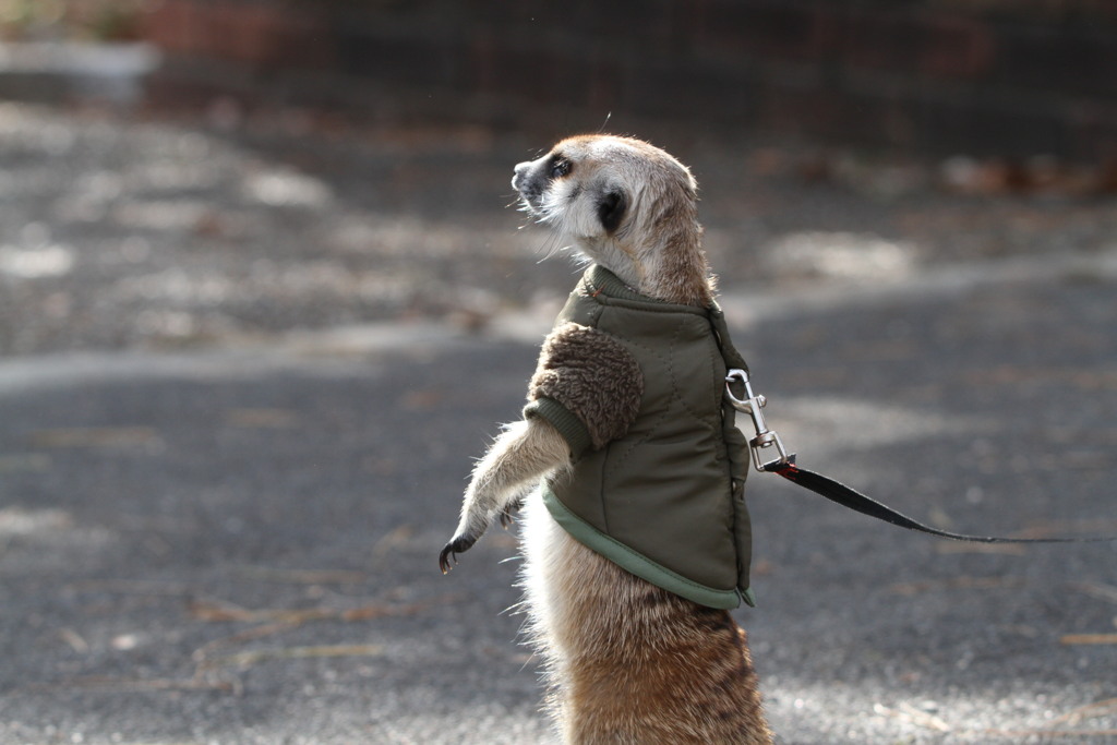 僕んちはあっちだよ