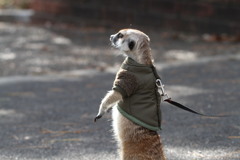 僕んちはあっちだよ