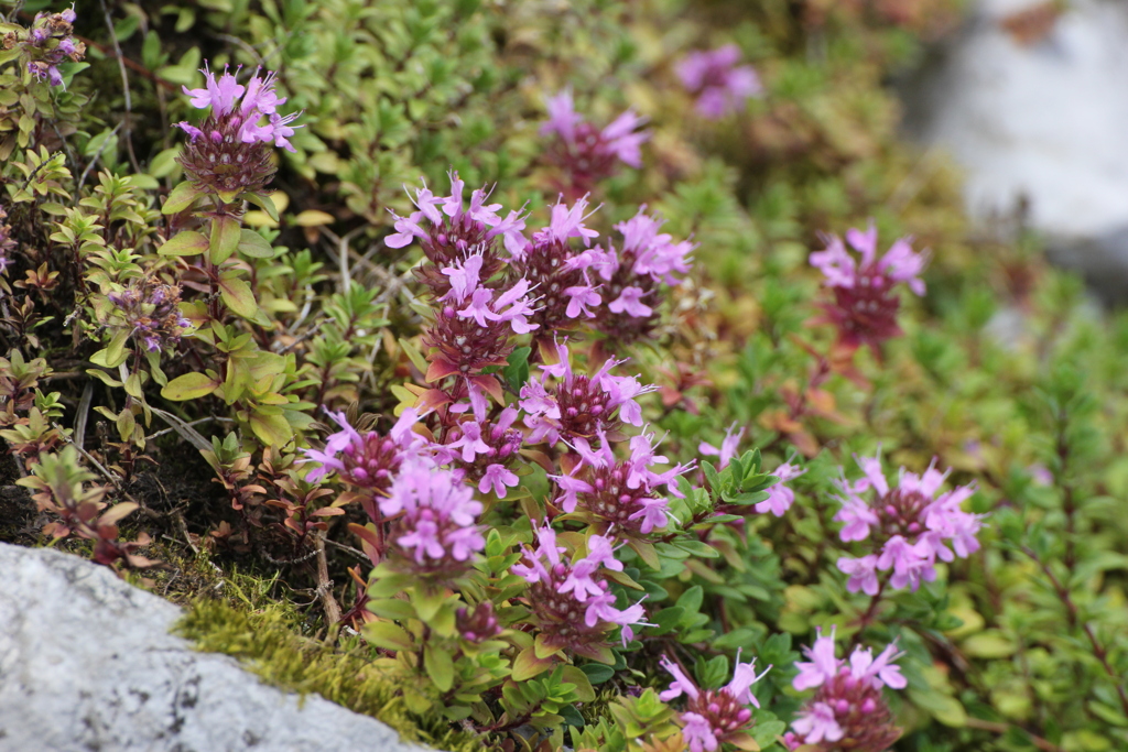 高原の花