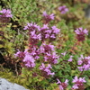 高原の花