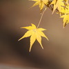 もみじ
