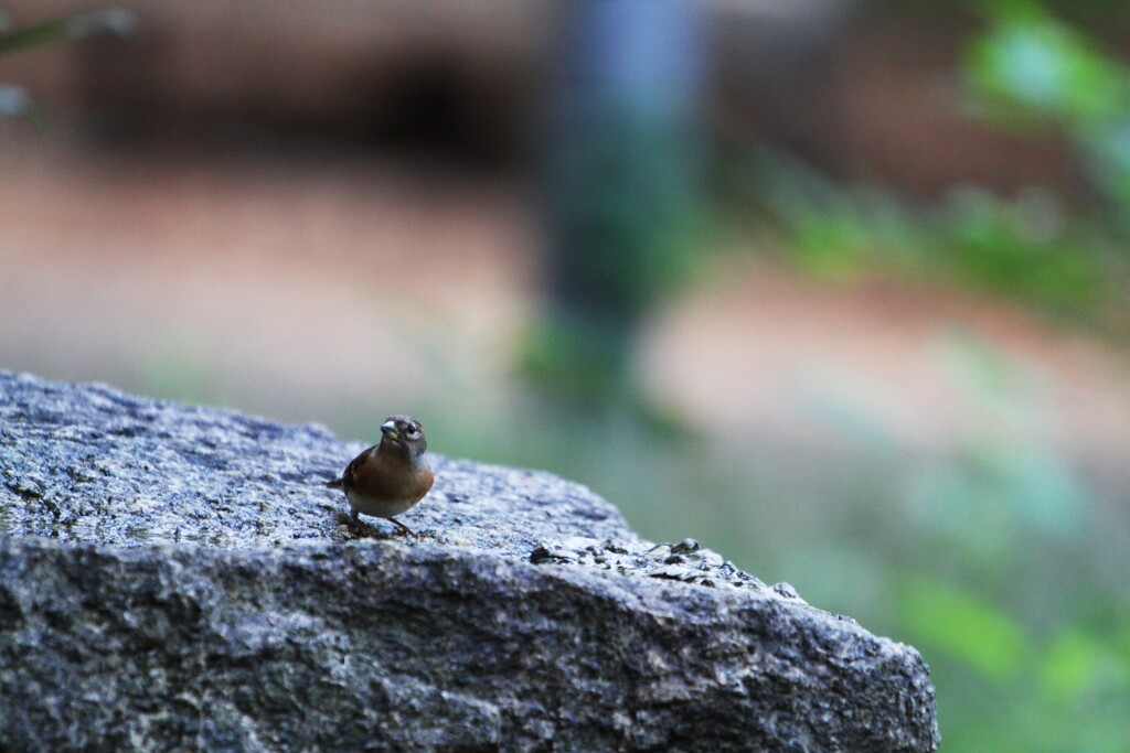 大阪城公園の野鳥達（アトリ）