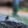 大阪城公園の野鳥達（アトリ）