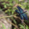 美の頂点