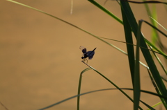 葉陰の華