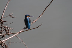 小魚を待つカワセミ