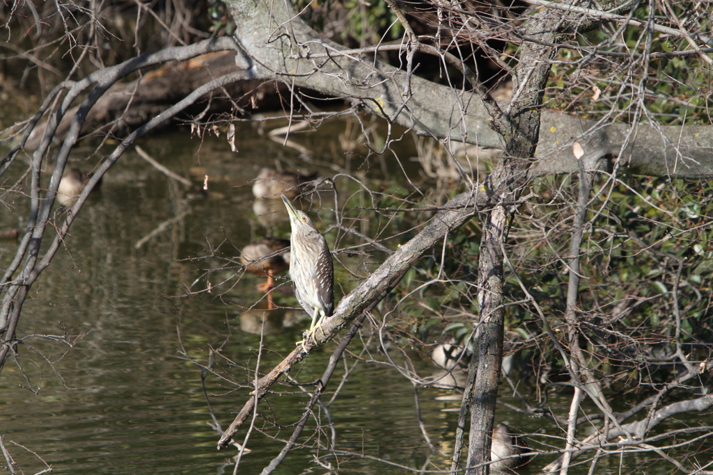 警戒中（ゴイサギ）