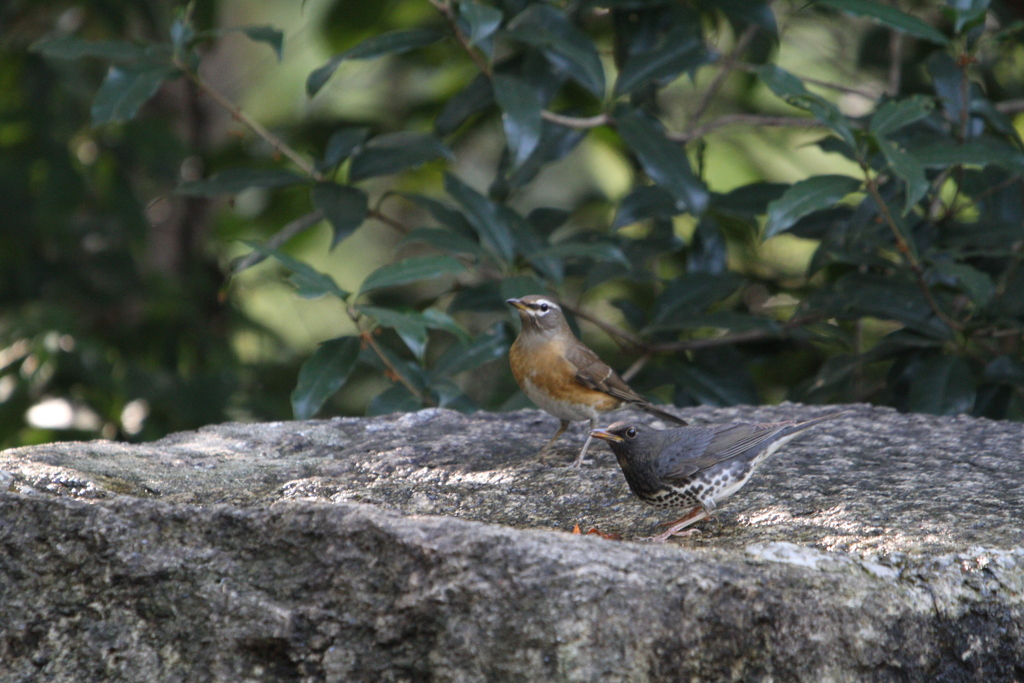 大阪城公園の野鳥達（マミチャジナイ・クロツグミ）