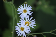 野菊