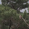 サシバ悠然と